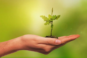 Einen Baum schenken – umweltbewusst und kreativ
