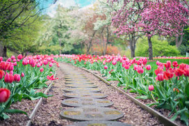 Blumen Garten